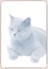 Cat - British Shorthair (portrait) 03.jpg