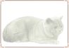 Cat - British Shorthair 02.jpg