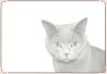 Cat - British Shorthair.jpg