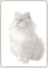 Cat - Persian   (portrait) 04.jpg