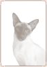 Cat - Siamese   (portrait) 01.jpg