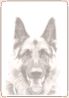 Dog - German Shepherd (portrait) 06.jpg