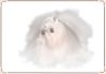 Dog - Maltese 02.jpg