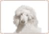 Dog - Poodle (Standard) 02.jpg