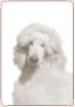 Dog - Poodle Standard (portrait) 01.jpg