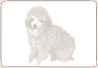 Dog - Toy Poodle 02.jpg