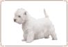 Dog - West Highland White Terrier 02.jpg