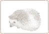 Hedgehog - African Pygmy 01.jpg