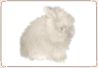 Rabbit - English Angora 01.jpg