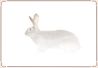 Rabbit - Flemish Giant 01.jpg