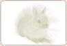 Rabbit - Lionhead.jpg