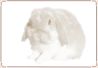 Rabbit - Mini Lop 03.jpg