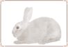 Rabbit - Mini Rex 03.jpg