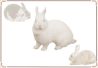 Rabbit - Mini Rex 06.jpg