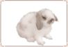 Rabbit - Mini Rex 07.jpg