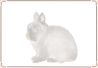 Rabbit - Netherland Dwarf  02.jpg